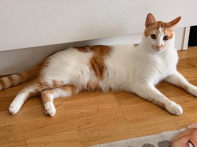 Henry&Coco, Hauskatze - Kater