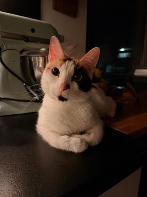 Henry&Coco, Hauskatze - Kater