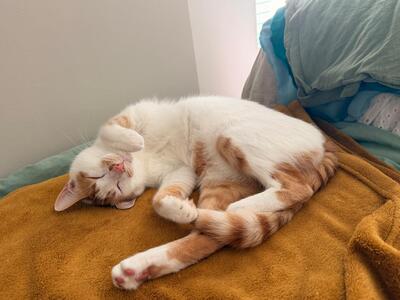 Henry&Coco, Hauskatze - Kater