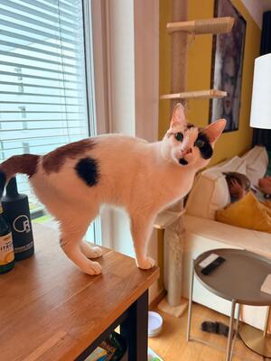Henry&Coco, Hauskatze - Kater