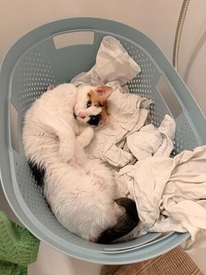 Henry&Coco, Hauskatze - Kater