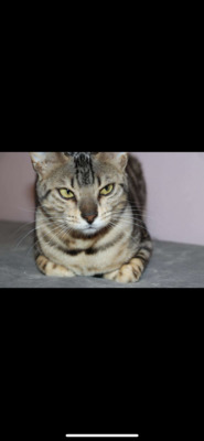 Hera, Bengal reinrassig - Katze