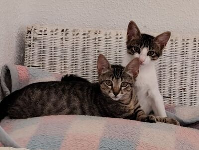 Hera und Athena (geb. Feb. 26)