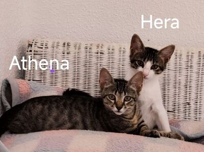 Hera und Athena (geb. Feb. 26), EKH - Katze