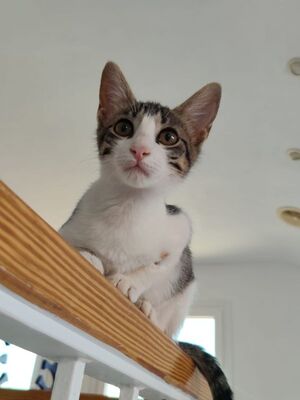 Hera und Athena (geb. Feb. 26), EKH - Katze