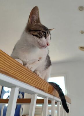 Hera und Athena (geb. Feb. 26), EKH - Katze