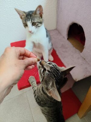 Hera und Athena (geb. Feb. 26), EKH - Katze
