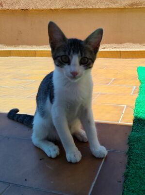 Hera und Athena (geb. Feb. 26), EKH - Katze