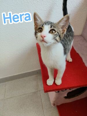 Hera und Athena (geb. Feb. 26), EKH - Katze