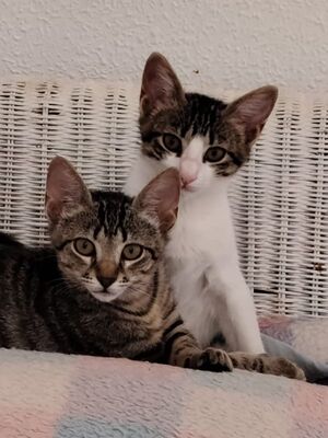 Hera und Athena (geb. Feb. 26), EKH - Katze