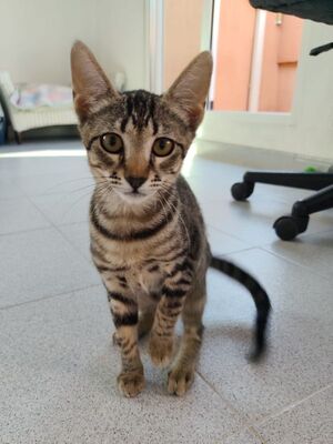 Hera und Athena (geb. Feb. 26), EKH - Katze
