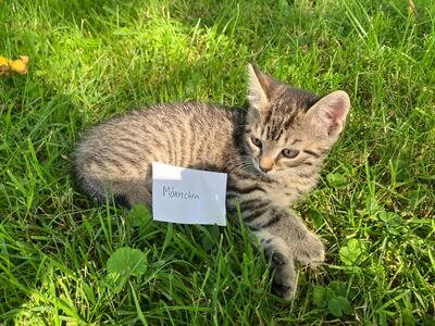 Hermann, Britisch Kurzhaar Jungtier - Kater 1