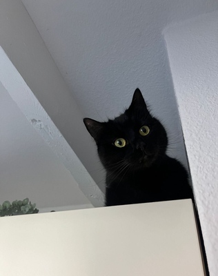 Hermine, Unbekannt - Katze