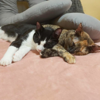 Herzensschwestern Gipsy und Vivi /ALM - Katze 1