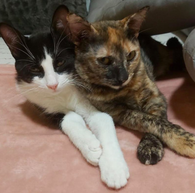 Herzensschwestern Gipsy und Vivi /ALM - Katze