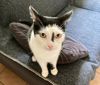 Hexa, Eur. Kurzhaar - Katze