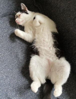 Hexa, Eur. Kurzhaar - Katze