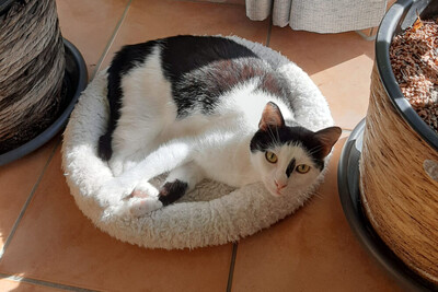 Hexa, Eur. Kurzhaar - Katze