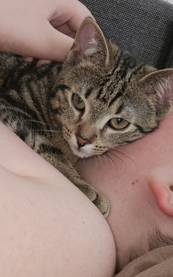 Hinata, Bkh ekh Jungtier - Katze