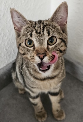 Hinata, Bkh ekh Jungtier - Katze