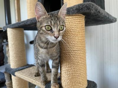 Honey, Mischling - Katze