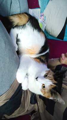 Hope und Martha, Ehk - Katze
