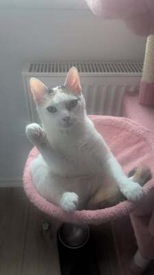 Hope und Martha, Ehk - Katze