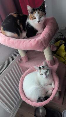 Hope und Martha, Ehk - Katze