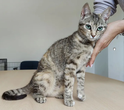 Hora - verschmuste Schönheit, EHK - Katze