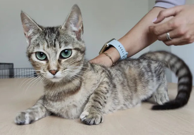 Hora - verschmuste Schönheit, EHK - Katze