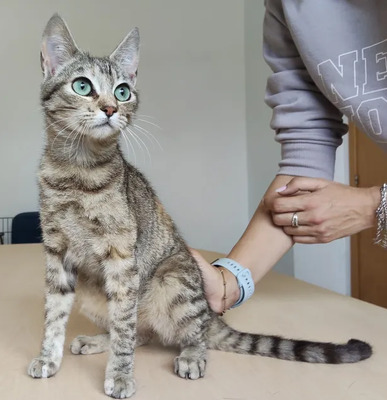 Hora - verschmuste Schönheit, EHK - Katze