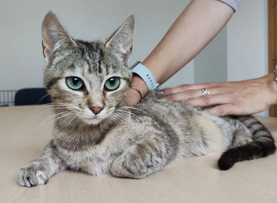 Hora - verschmuste Schönheit, EHK - Katze