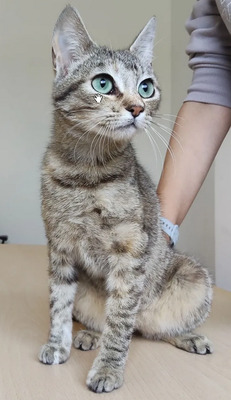 Hora - verschmuste Schönheit, EHK - Katze