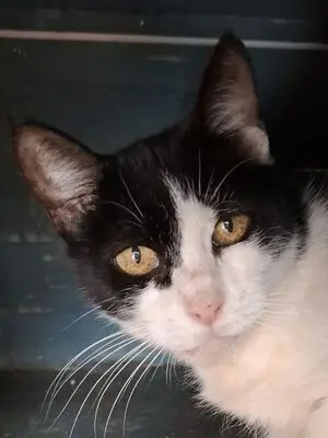 Huella, Europäisch Kurzhaar - Katze