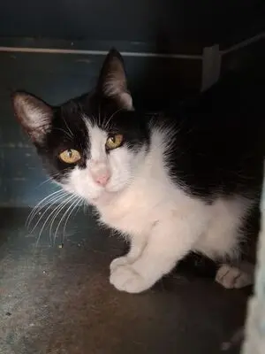 Huella, Europäisch Kurzhaar - Katze