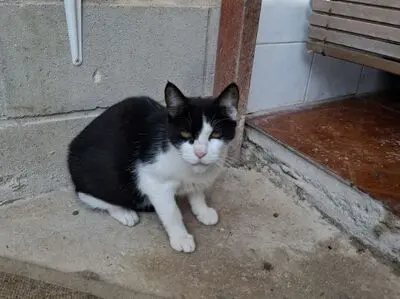 Huella, Europäisch Kurzhaar - Katze