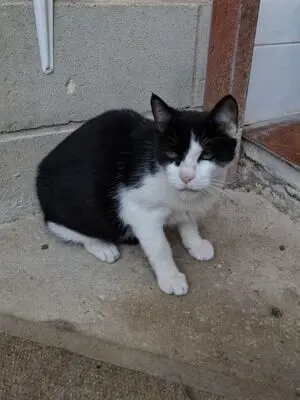 Huella, Europäisch Kurzhaar - Katze