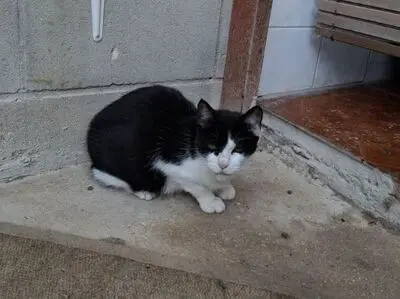 Huella, Europäisch Kurzhaar - Katze