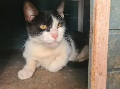 Huella, Europäisch Kurzhaar - Katze