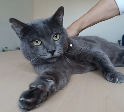 Huerto - super süß mit tollem Charakter, Russisch Blau - Kater