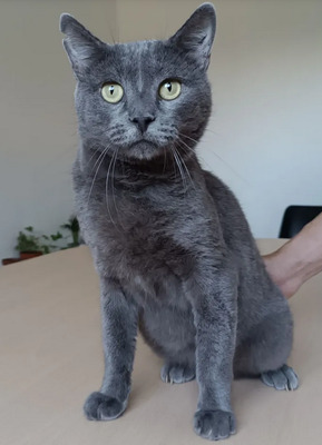 Huerto - super süß mit tollem Charakter, Russisch Blau - Kater