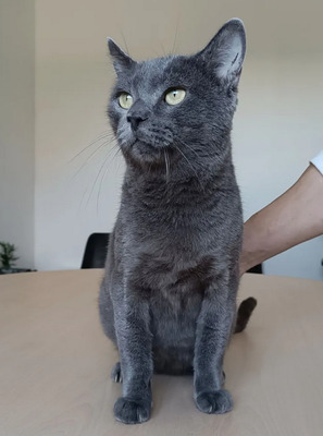 Huerto - super süß mit tollem Charakter, Russisch Blau - Kater