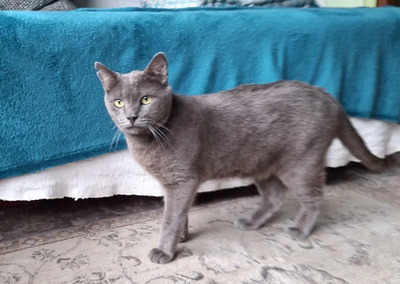 Huerto - super süß mit tollem Charakter, Russisch Blau - Kater