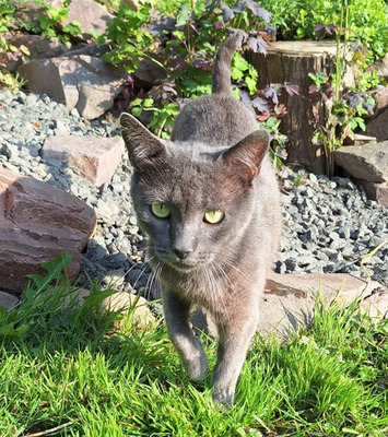 Huerto - super süß mit tollem Charakter, Russisch Blau - Kater