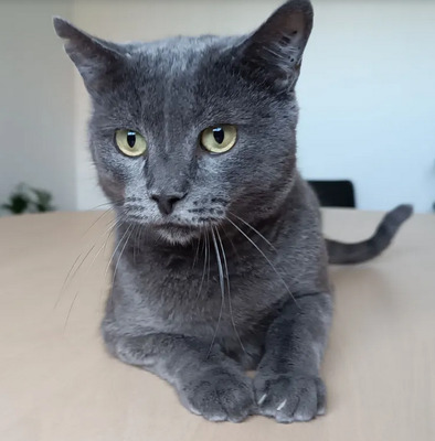 Huerto - super süß mit tollem Charakter, Russisch Blau - Kater
