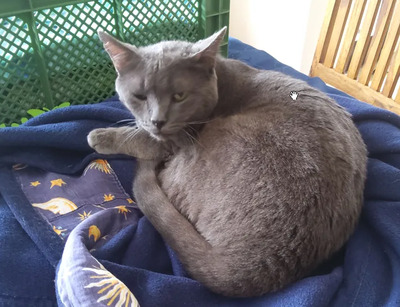 Huerto - super süß mit tollem Charakter, Russisch Blau - Kater
