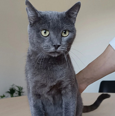 Huerto - super süß mit tollem Charakter, Russisch Blau - Kater