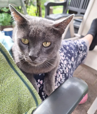 Huerto - super süß mit tollem Charakter, Russisch Blau - Kater