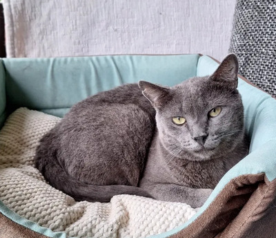 Huerto - super süß mit tollem Charakter, Russisch Blau - Kater