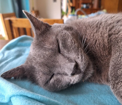 Huerto - super süß mit tollem Charakter, Russisch Blau - Kater